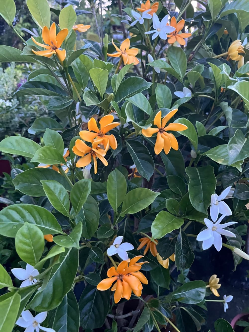 黃花長筒槴子