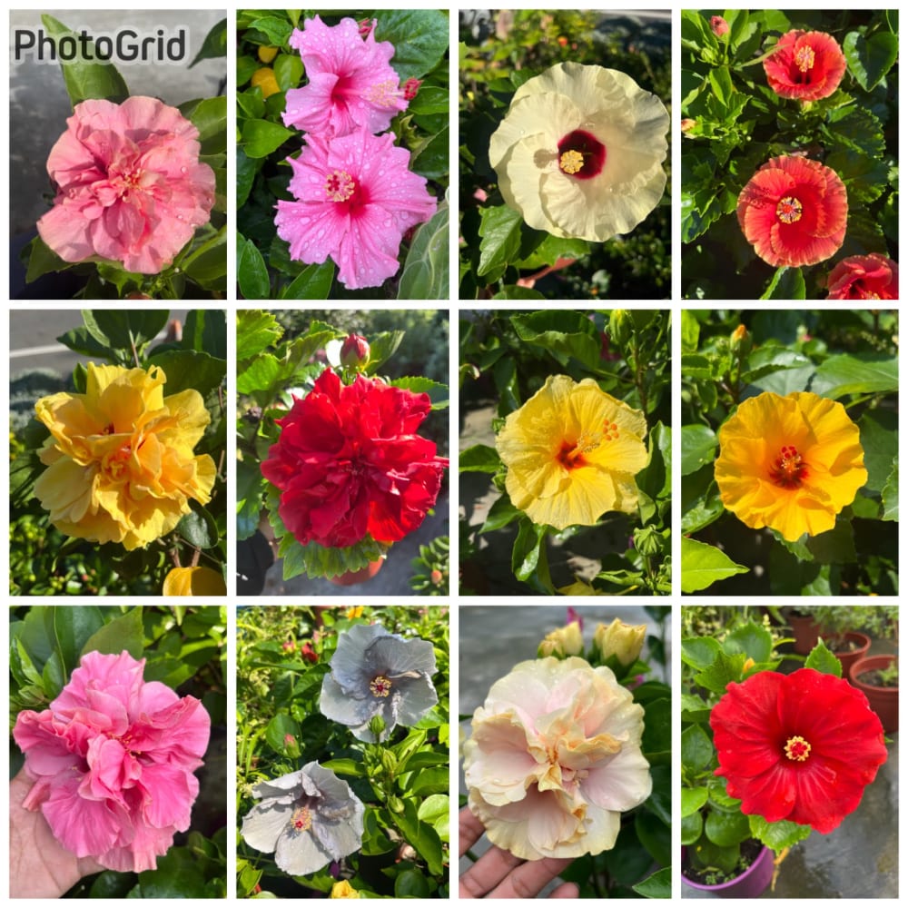 各色扶桑花 