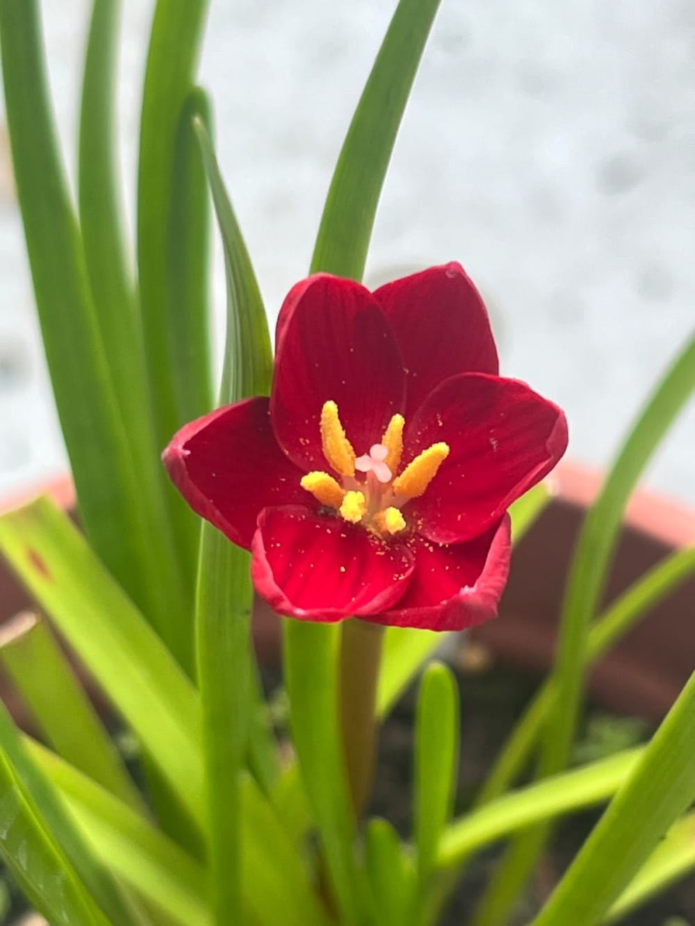 唯妙唯肖 頂上花藝