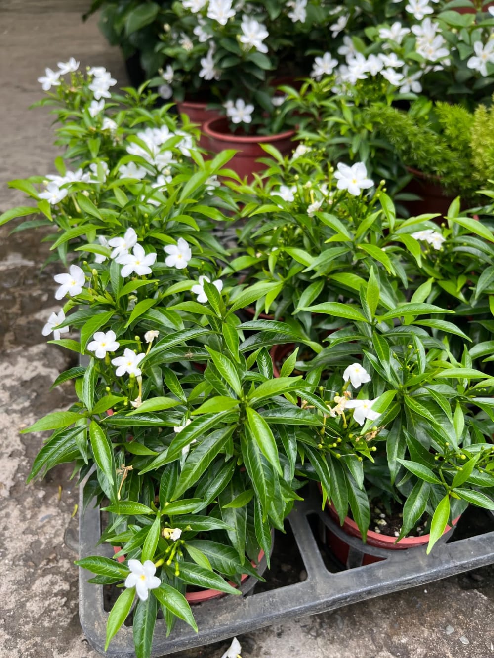 珍珠馬茶