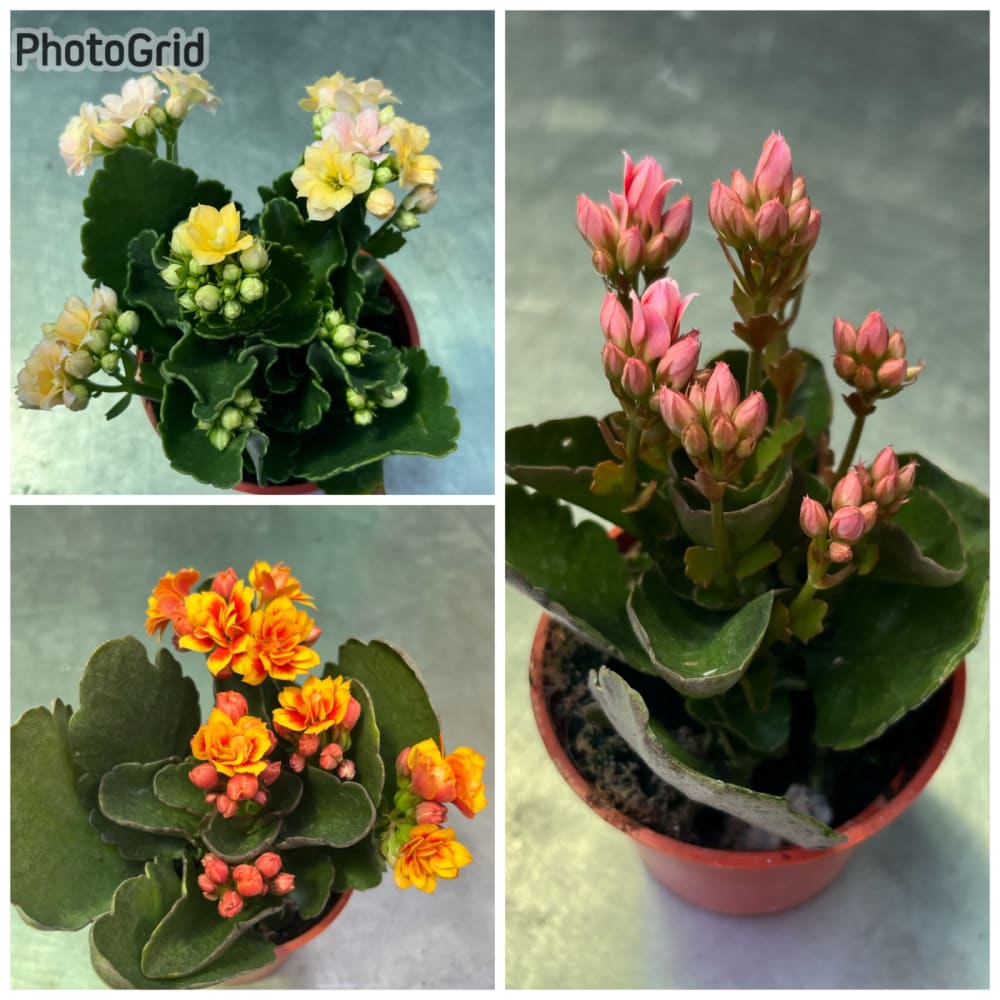 特殊長壽花