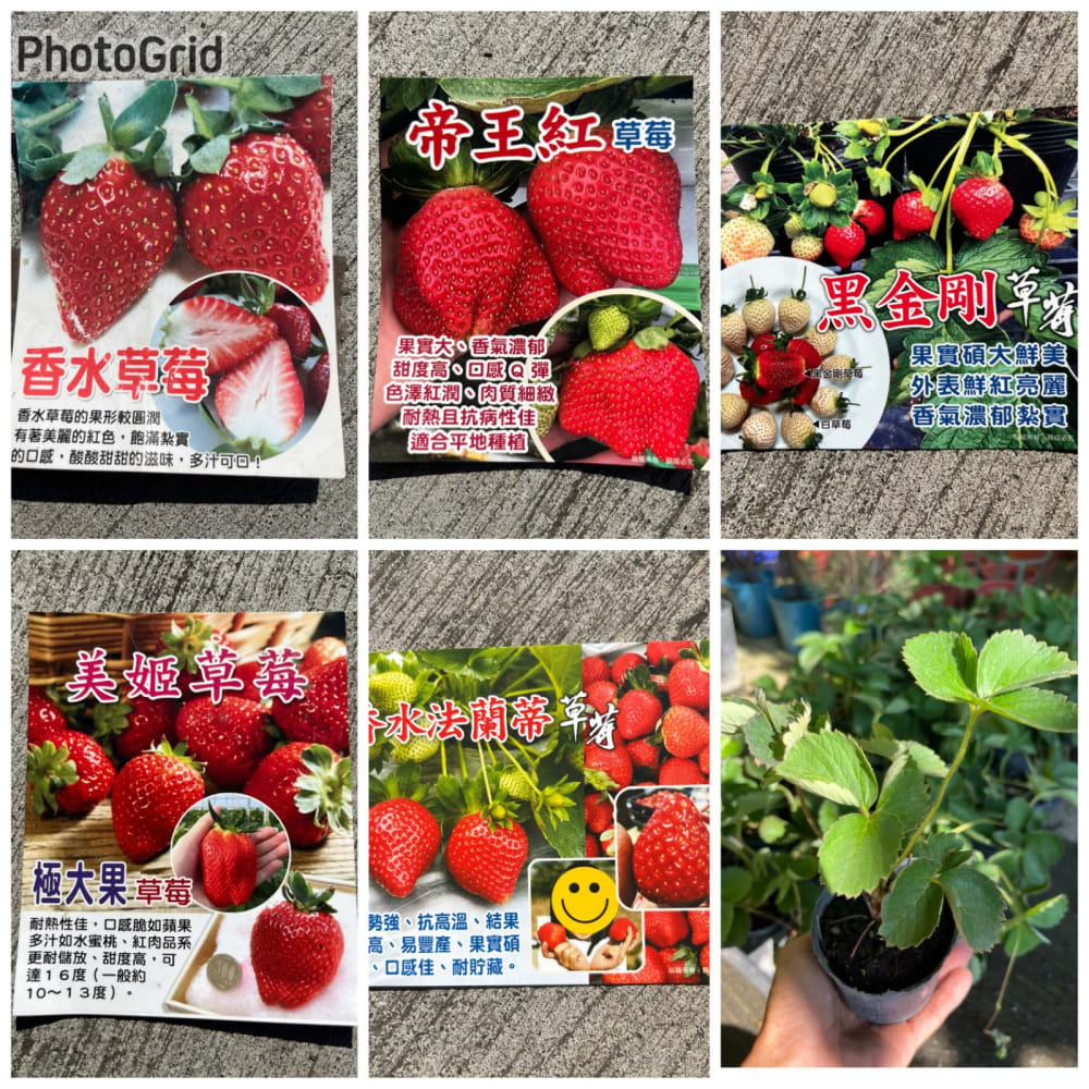草莓苗