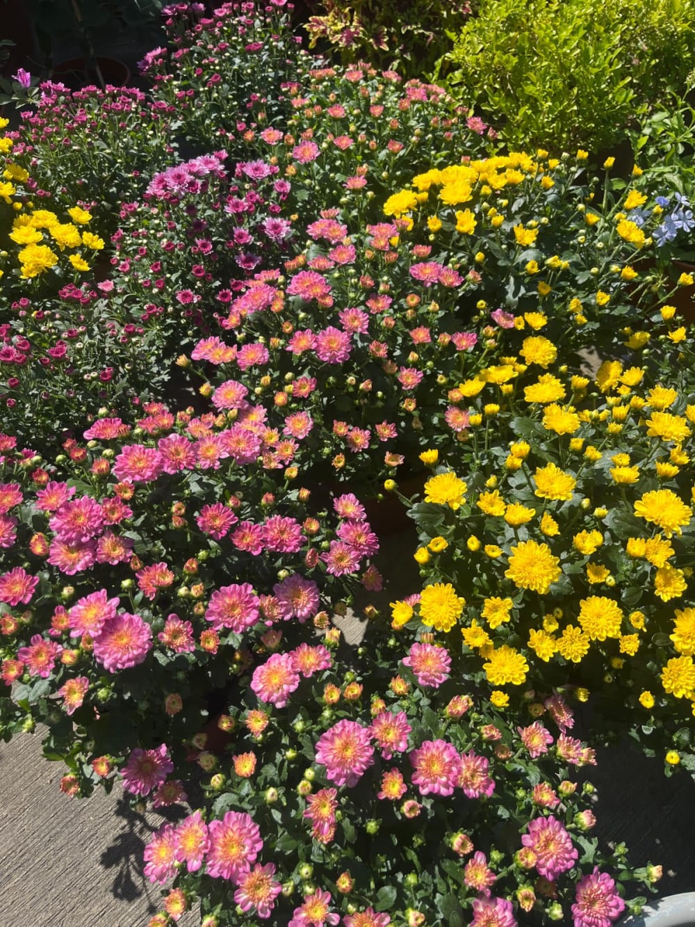花園菊