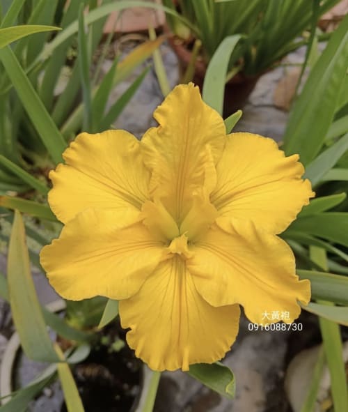 大黃袍 頂上花藝