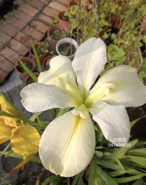 白飛燕 頂上花藝