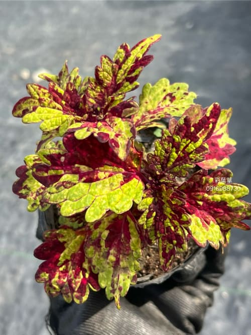 彩葉草編號04 頂上花藝