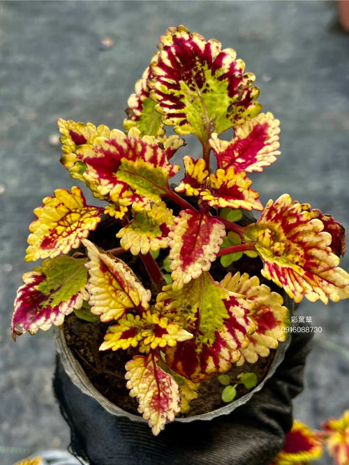 彩葉草編號21 頂上花藝