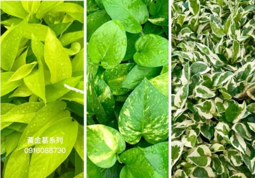 黃金葛系列 頂上花藝