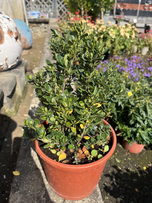 日本槴子花 頂上花藝