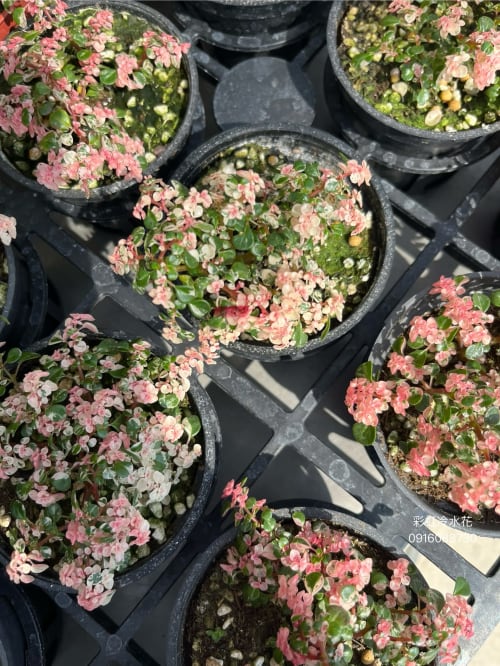 彩虹冷水麻 頂上花藝