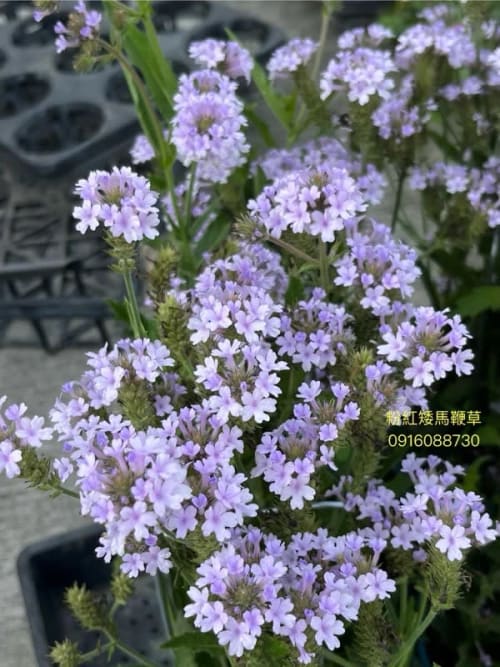 粉紅矮馬鞭草 頂上花藝