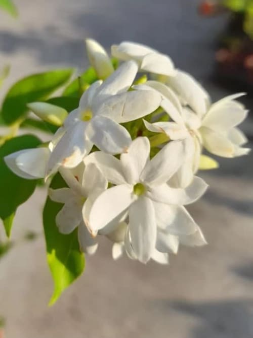 毛茉莉 頂上花藝