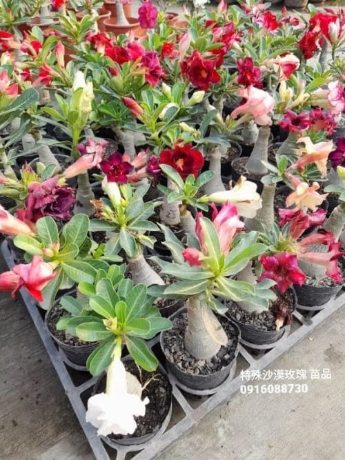 沙漠玫瑰 頂上花藝