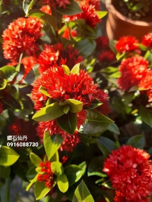 鑽石仙丹 頂上花藝