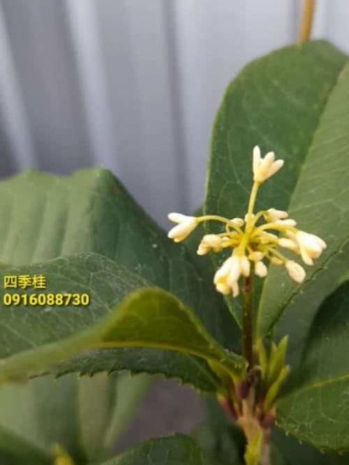 各式桂花盆栽 頂上花藝