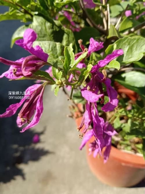 深紫蝶花 頂上花藝