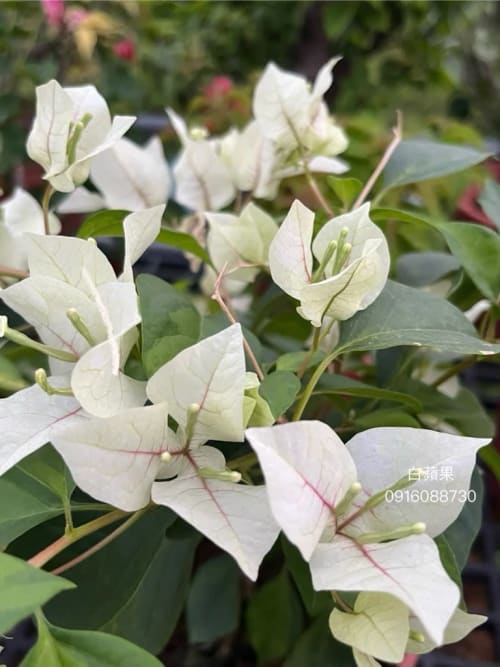 白蘋果 頂上花藝