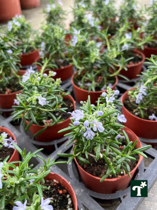 藍小孩 迷迭香 頂上花藝