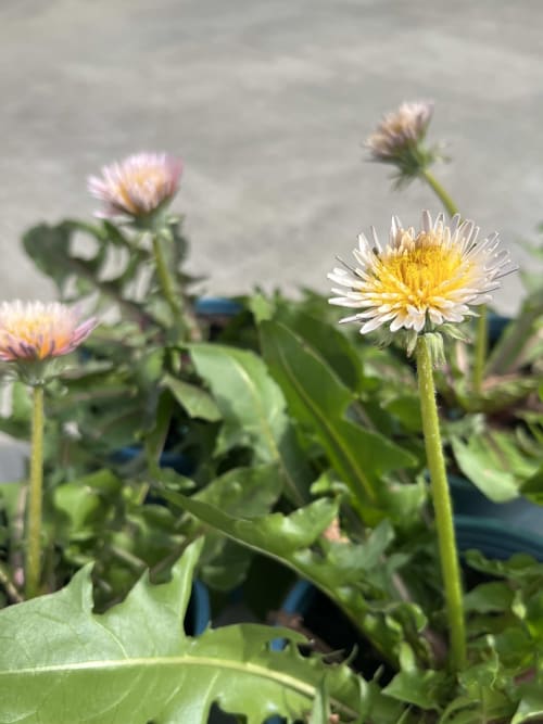 緋紅蒲公英 頂上花藝