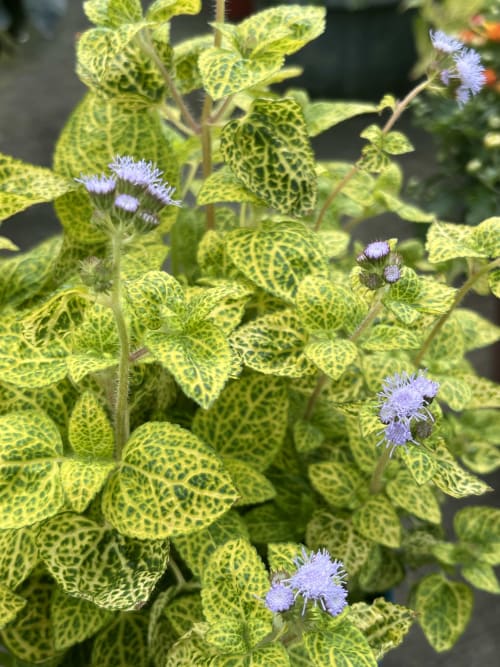 哈蜜瓜霍香薊 頂上花藝