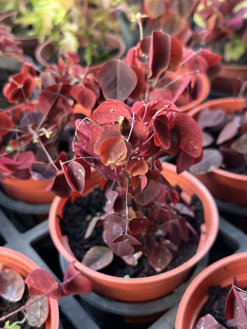 小紅楓 頂上花藝