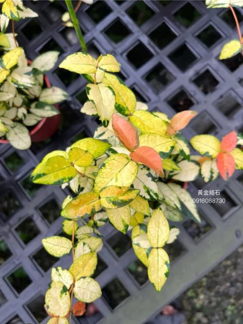黃金初雪葛 頂上花藝
