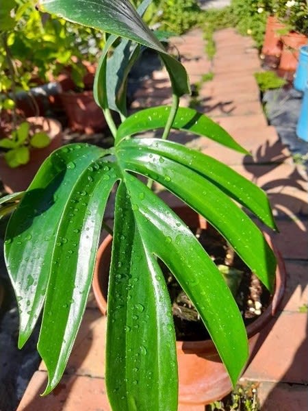 Rhaphidophora decursiva 蔓綠絨 頂上花藝