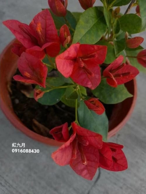 紅九月 頂上花藝