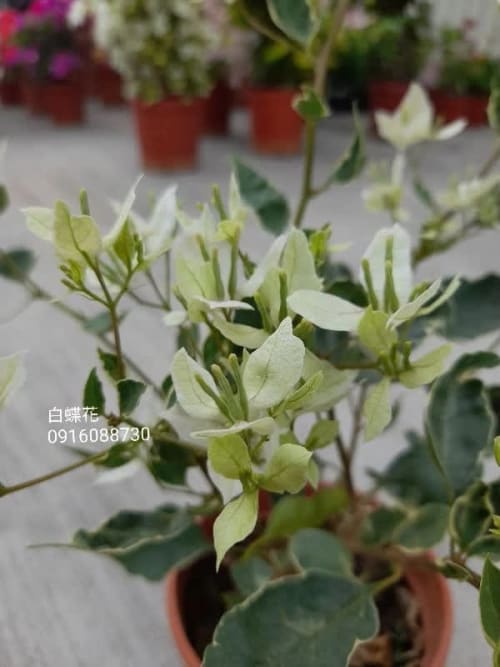 白蝶 頂上花藝