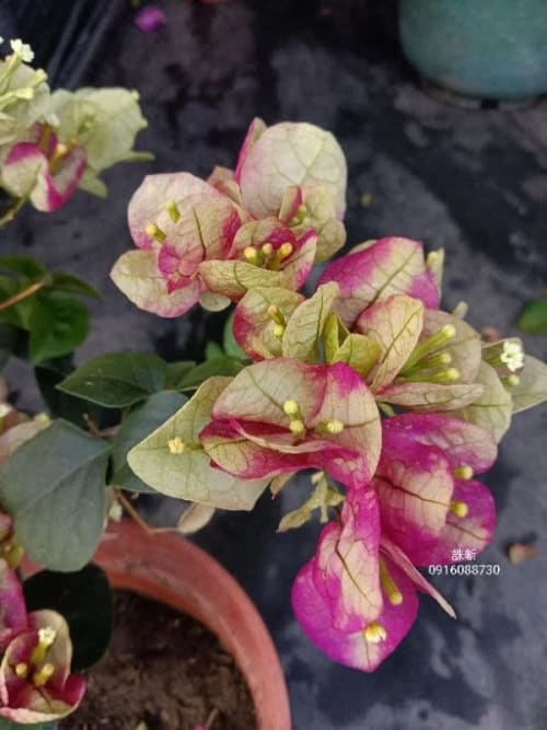 誅斬 頂上花藝