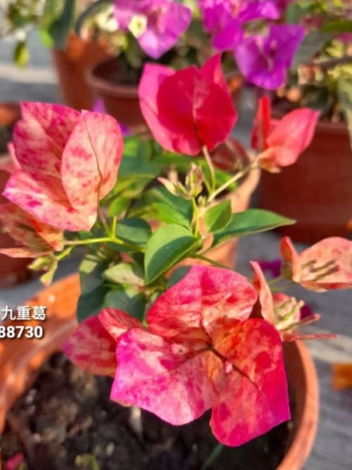 變異索菲亞 頂上花藝