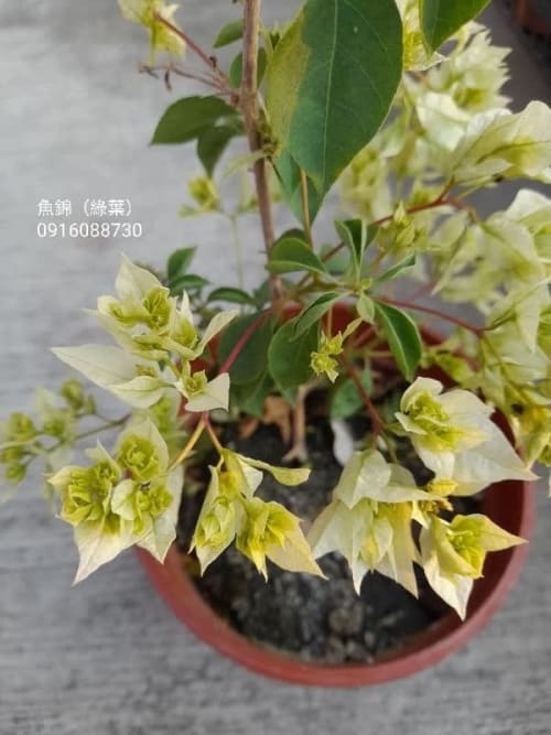 魚錦 頂上花藝