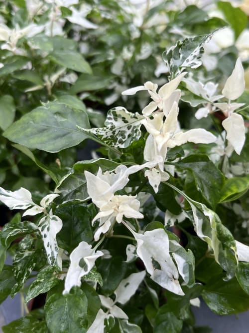 白雪木 頂上花藝