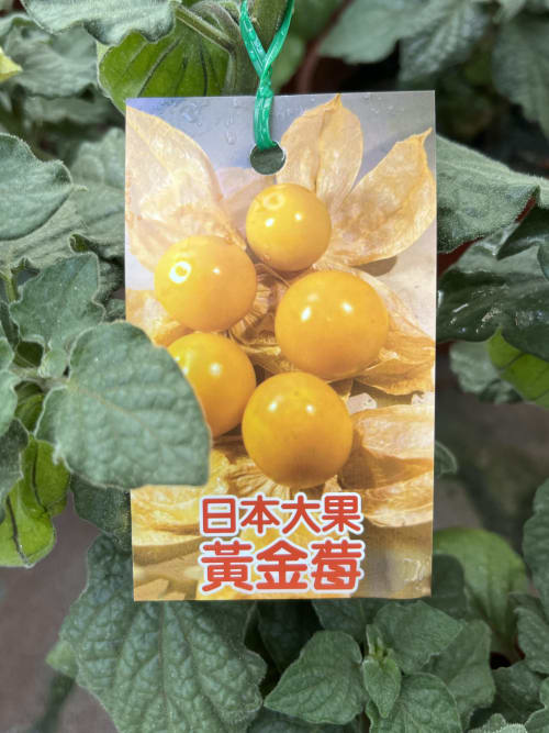 日本大果燈籠果 頂上花藝