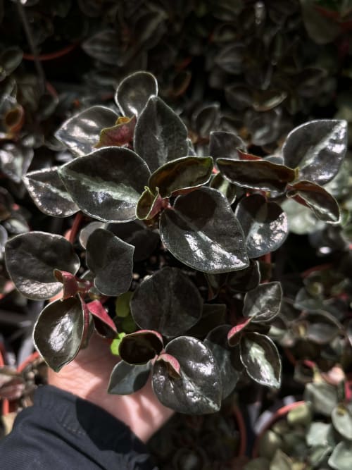 貝殼椒草 頂上花藝