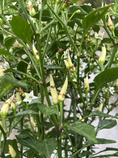 雞心辣椒 頂上花藝