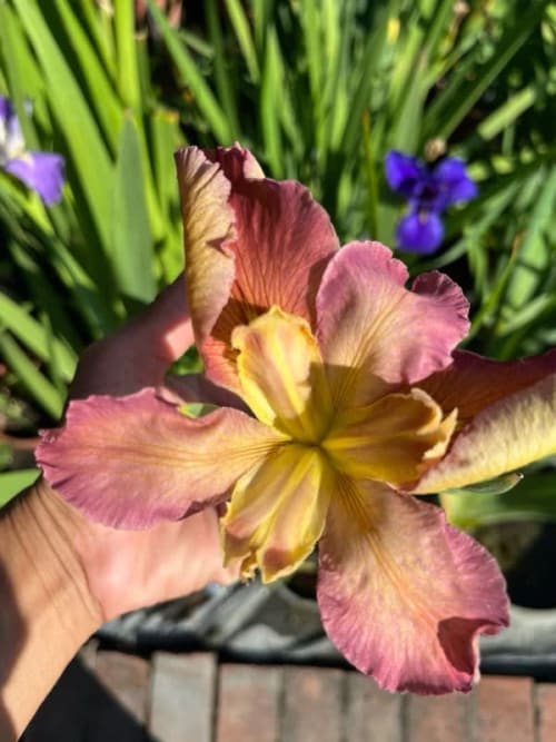 瑠璃心 頂上花藝