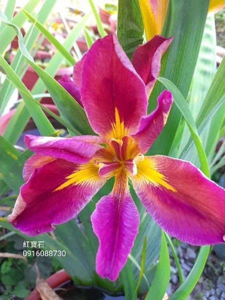 紅寶石 頂上花藝