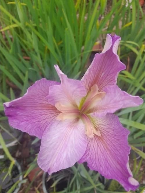 大清王朝 頂上花藝