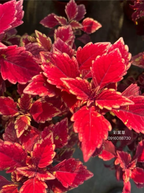 彩葉草編號43 頂上花藝