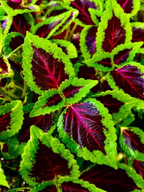 彩葉草編號41 頂上花藝