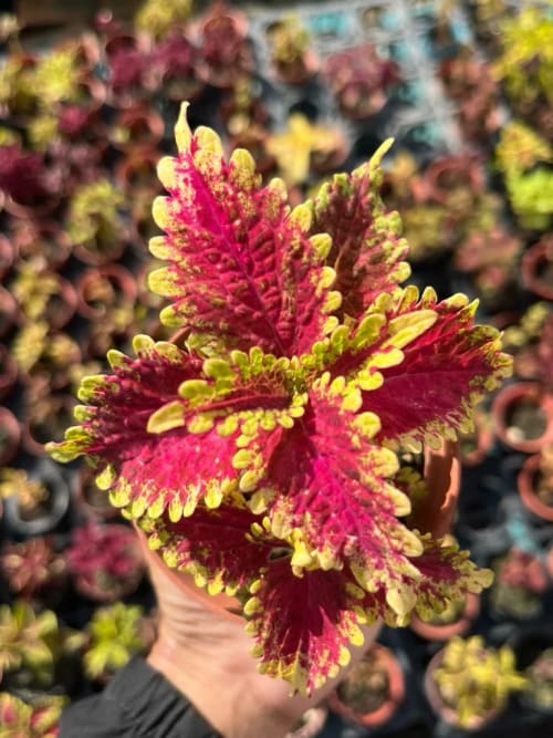 彩葉草編號39 頂上花藝