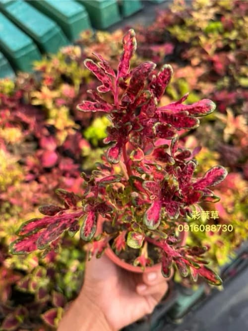 彩葉草編號37 頂上花藝