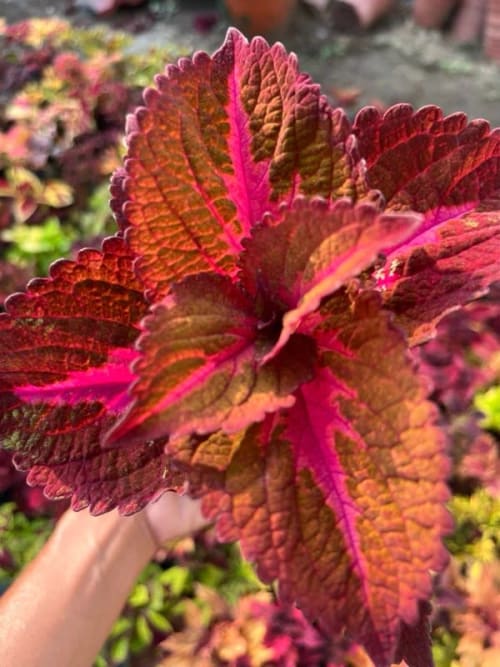 彩葉草編號35 頂上花藝