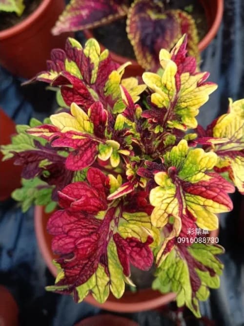 彩葉草編號31 頂上花藝