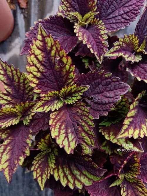 彩葉草編號26 頂上花藝