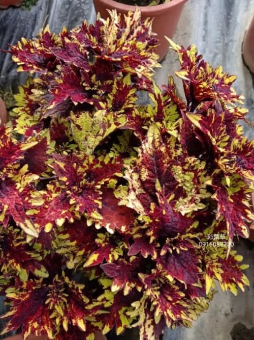 彩葉草編號25 頂上花藝