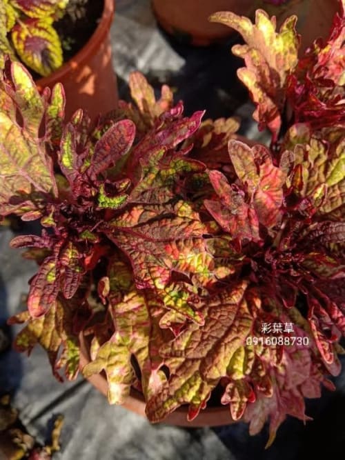 彩葉草編號23 頂上花藝