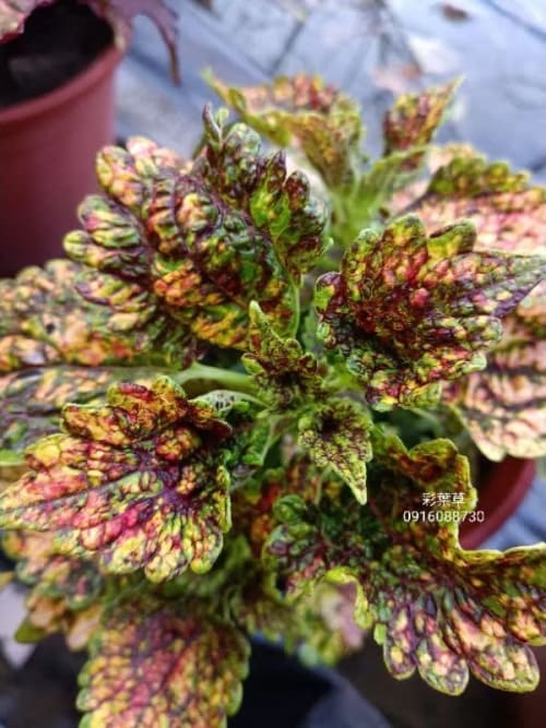 彩葉草編號20 頂上花藝