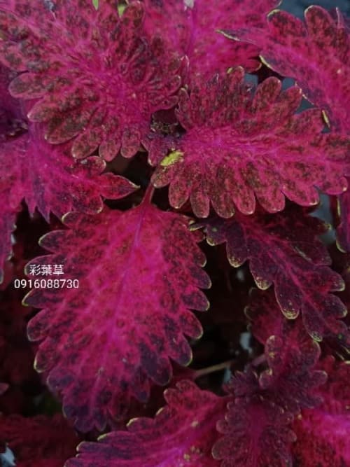 彩葉草編號16 頂上花藝